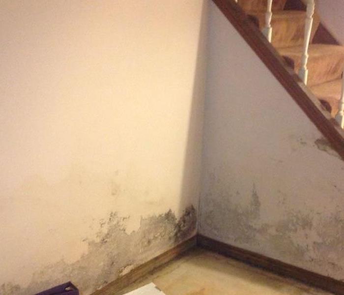 Photo shows mold growth on the wall near stairs